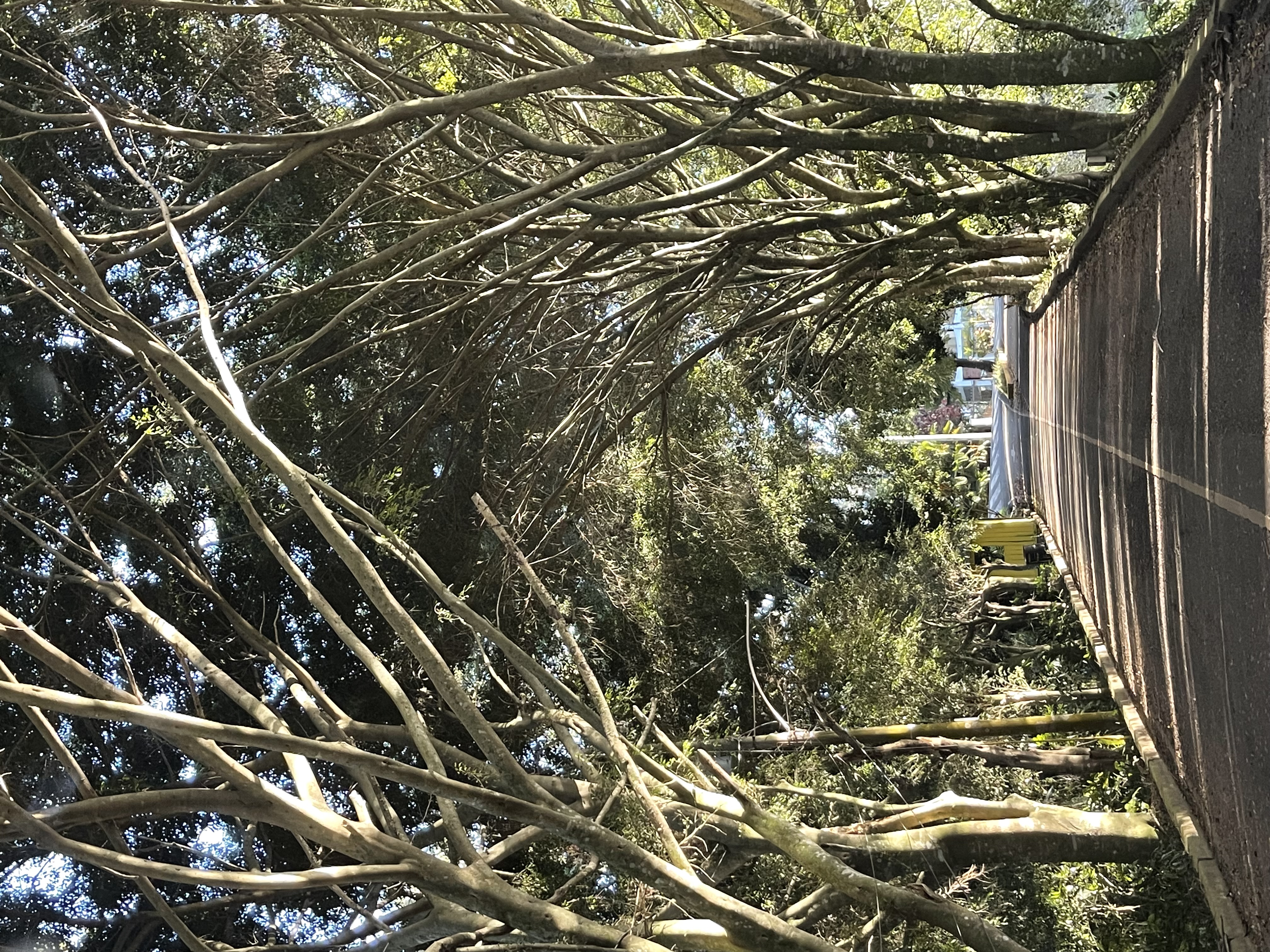 Jarabacoa se suma a una ciudad más verde y habitable.